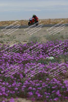 media/Jan-14-2023-SoCal Trackdays (Sat) [[497694156f]]/Turn 14 Exit Bloomig (145pm)/